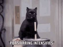 cat-pot-stirrer.gif