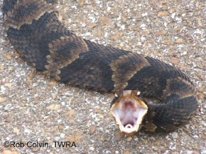 cottonmouth-005.jpg