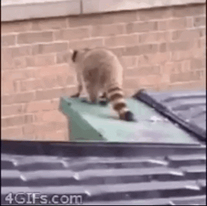 raccoon-gifs-10-548152358.gif