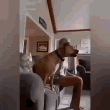 dog-excited-tv-watch.gif