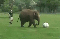 elephant-ball-570957476.gif