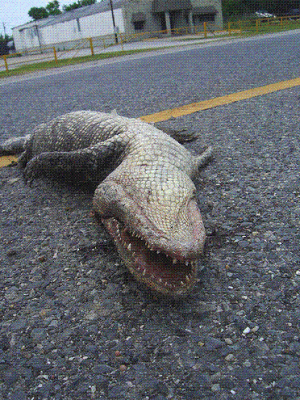 Dead+Gator-2292952996.gif