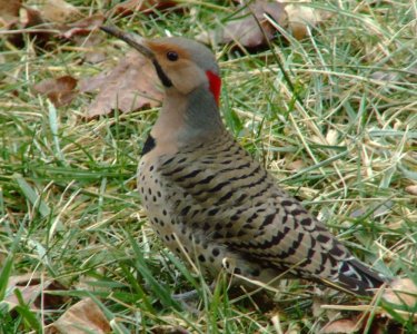 Nothern Flicker American bird.jpg