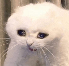 crying-cat (1).gif