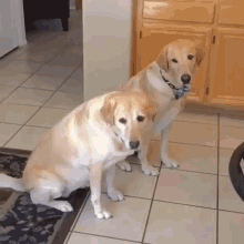 dogs-dumb-dogs-1652002348.gif