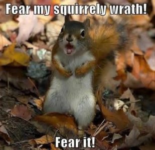 Squirrel wrath, feat.jpg