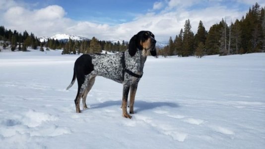 Bluetick Hound in snow.jpg