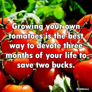 Tomato farming.jpg