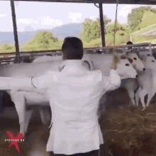 cow-kick-4030235174.gif