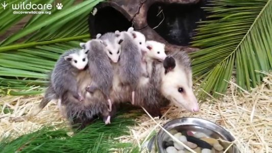 5296888_051219-kgo-wildcare-oppossums-vid-3310562388.jpg