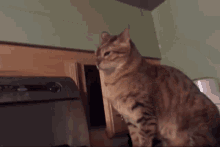 cat-lol-cat-attack-40504034.gif