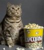 PopcornCat.JPG