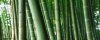 bamboo-tennessee-football.jpg