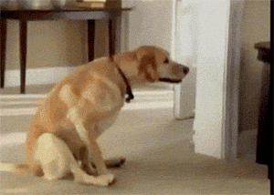D9E12965-450D-41D7-8E7A-BB436DB95949.gif