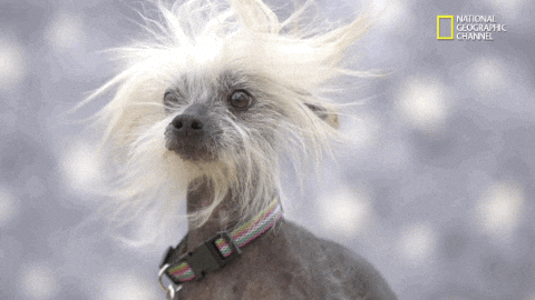 giphy (8).gif