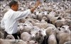obama-sheep.jpg
