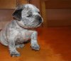 Blue-Tick-American-Bully-Puppy.jpg