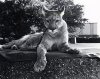 330px-Shasta_III_Mascot_Cougar.jpg