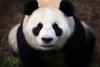 Panda_Cub_from_Wolong,_Sichuan,_China.JPG