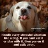 Dogs know!.jpg