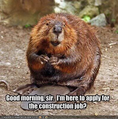 funny-pictures-beaver-wants-a-job-a.jpg