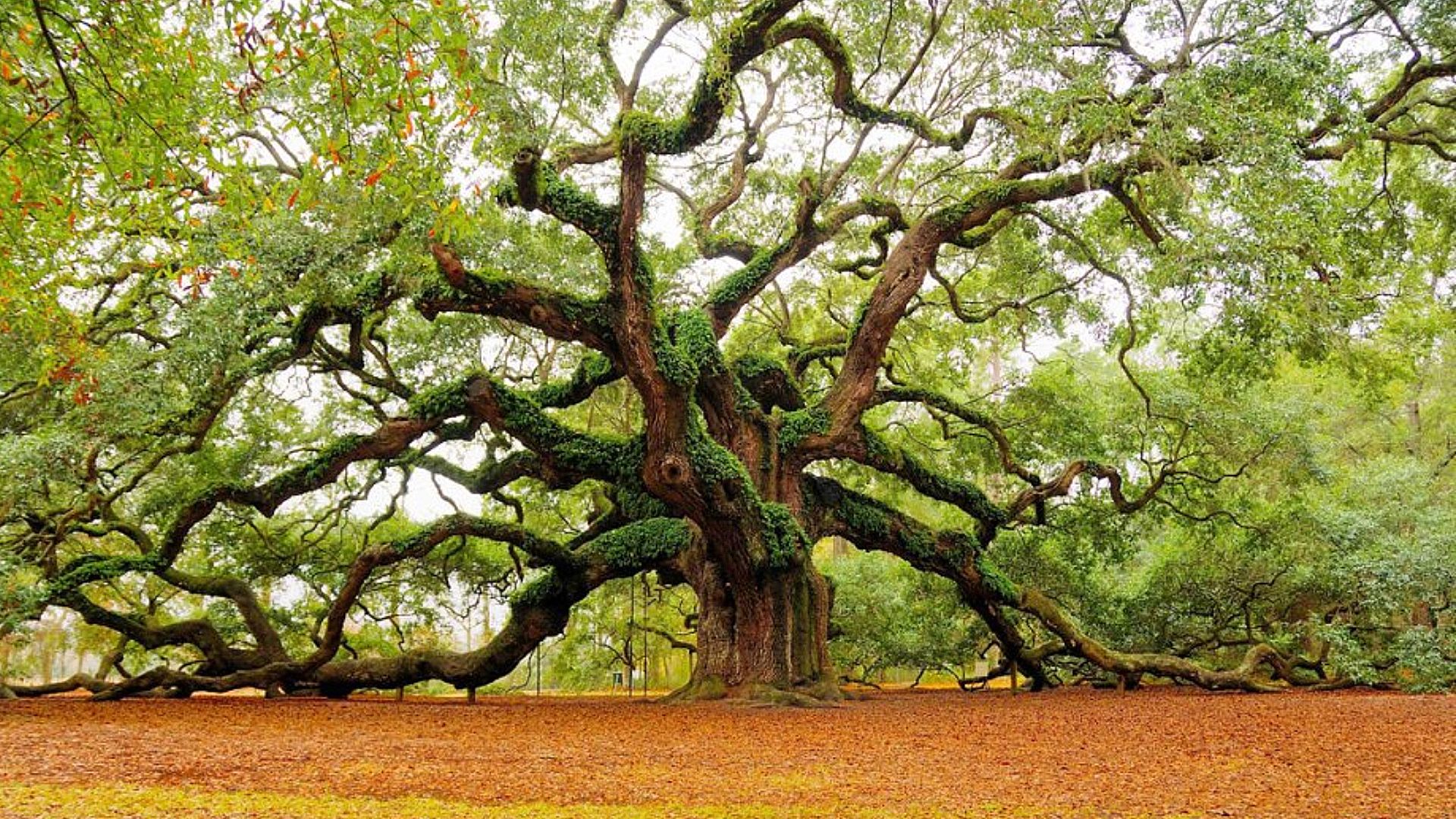 Angel_Oak.jpg