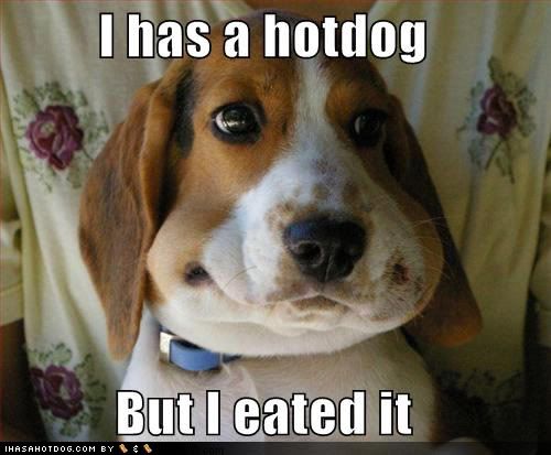 wtf-funny-dog-pictures-i-has-a-hotd.jpg