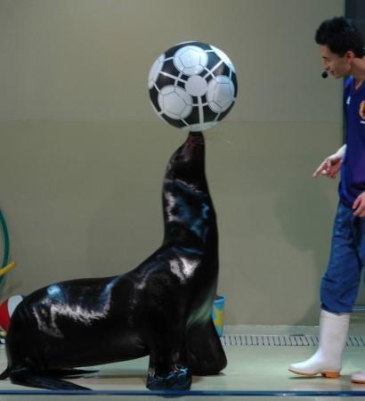 soccer_sea_lion.jpg