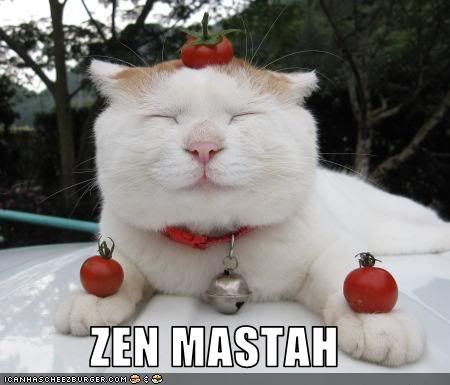 funny-pictures-cat-is-zen-master.jpg