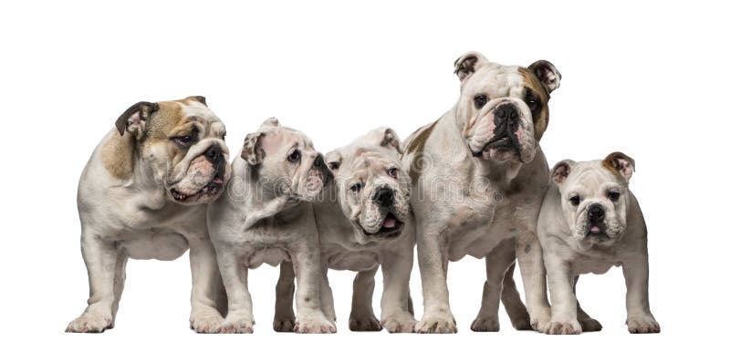 group-english-bulldogs-isolated-white-44430586.jpg