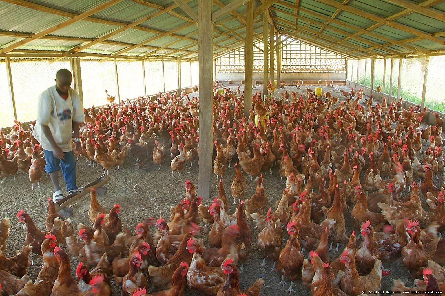 Poultry-farm-House-Nigeria.jpg