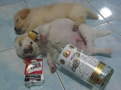 drunk-dogs.jpg