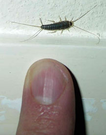 silverfish_netherlands.jpg