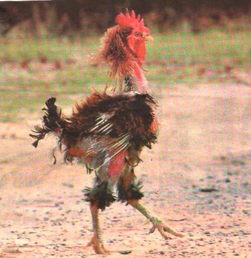 skinny-rooster.jpg