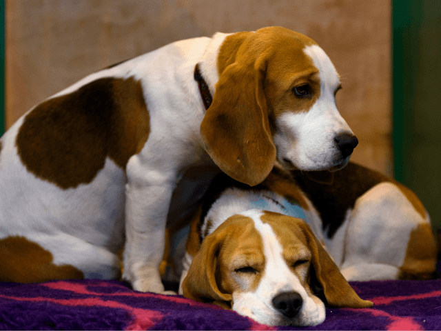 beagle-hound-640x480.png