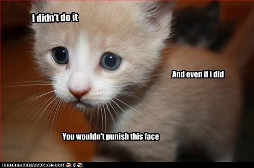 funny-pictures-kitten-is-innocent.jpg