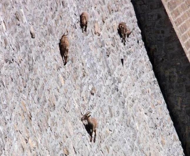 dam-goats.jpg