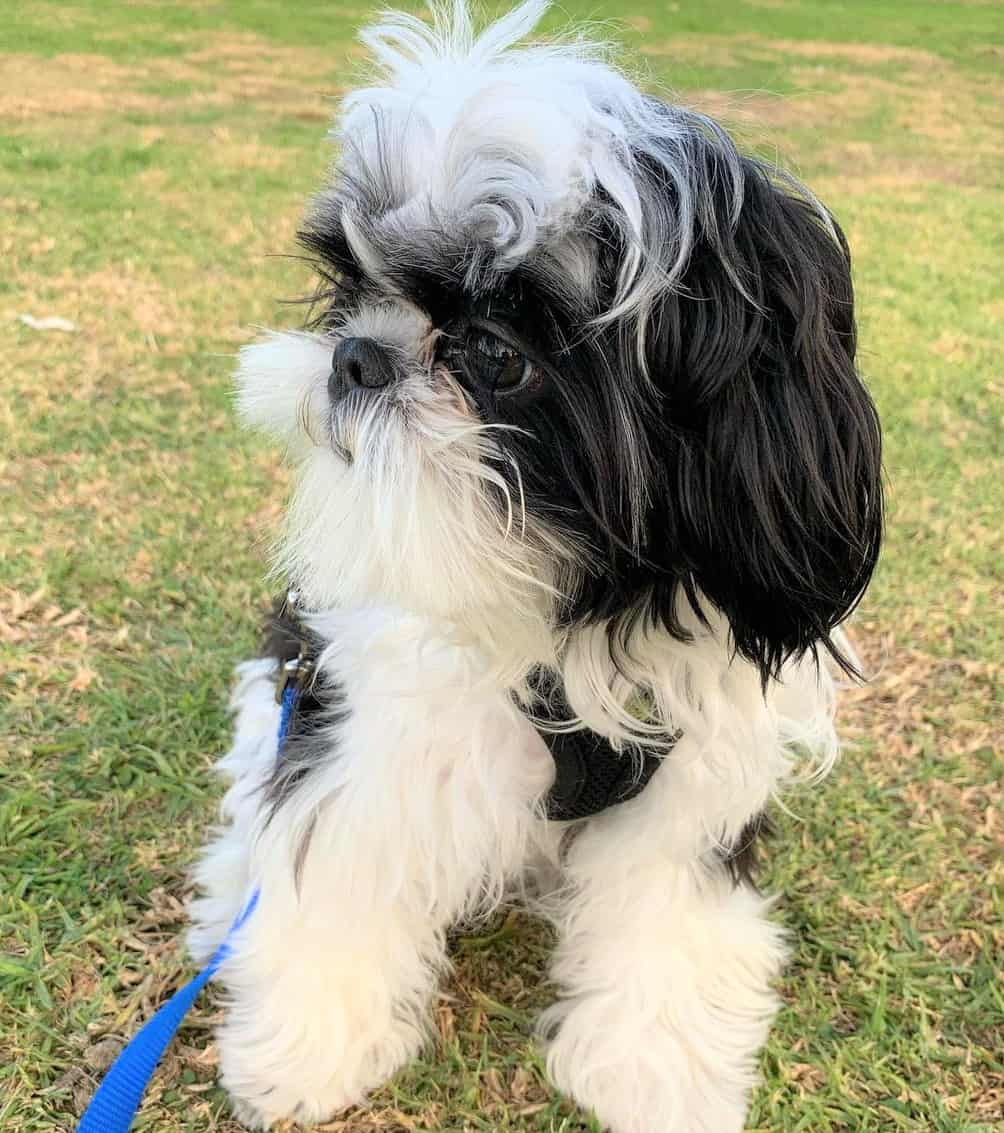 Black-and-white-Imperial-Shih-Tzu.jpg