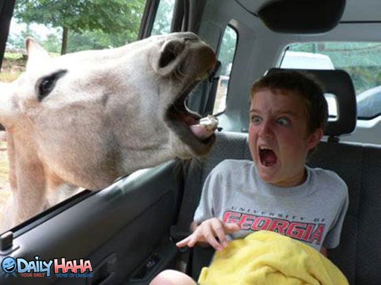 horse_scares_kid.jpg