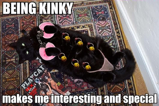 kinkycats.jpg