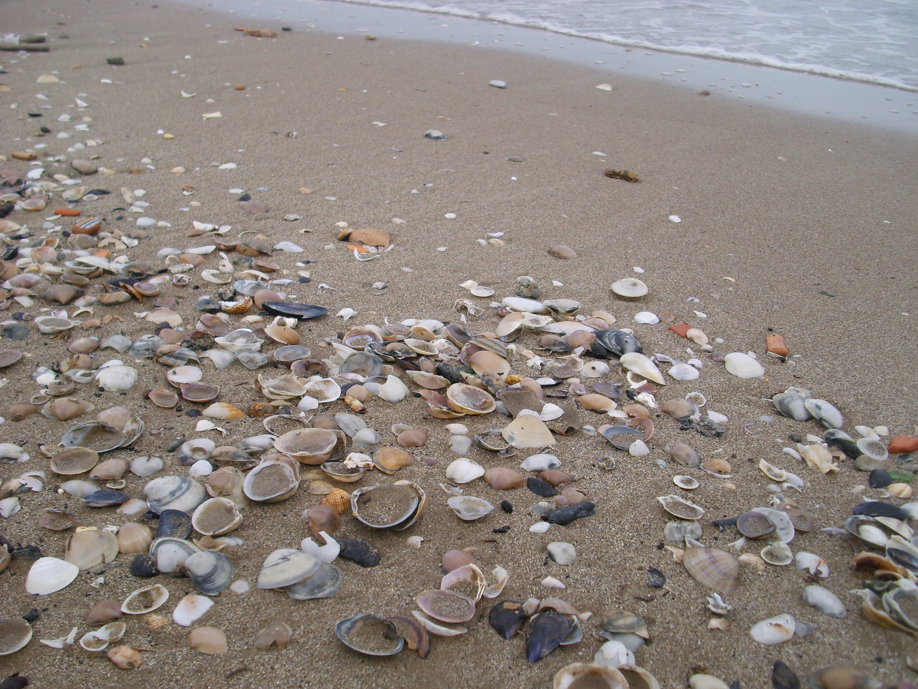 Conchiglie_Seashells_01.jpg