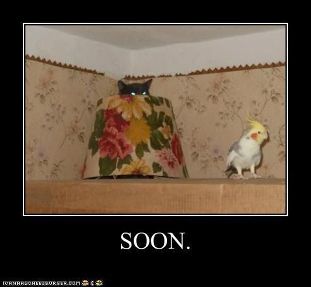 2a2ec205b6a8a5839ba21af502288e0e--soon-meme-funny-cat-pictures.jpg