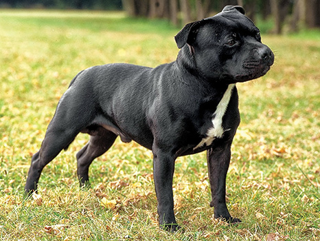 StaffordshireBullTerrier.jpg