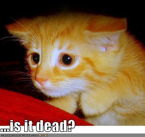 funny-pictures-kitten-is-it-dead.jpg