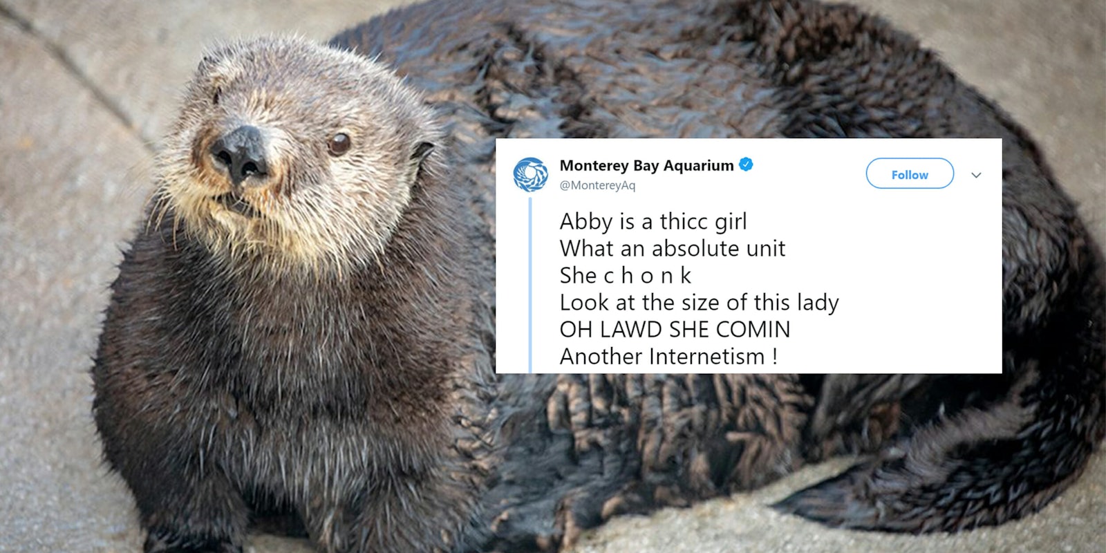 abby-monterey-bay-aquarium-tweet.jpg