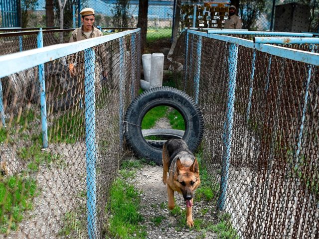 afghanistan-service-dogs-640x480.jpg