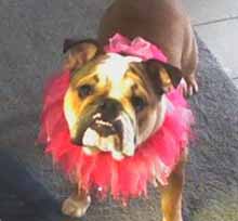 bulldog-with-frock-3.jpg