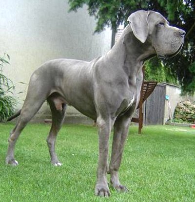 blue-great-dane.jpg