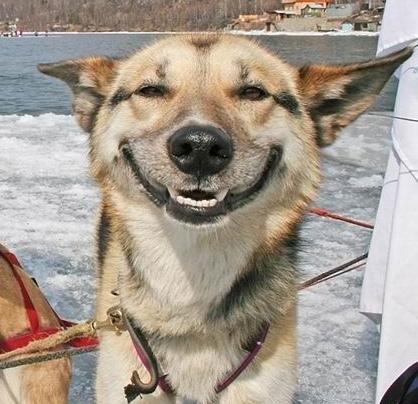 dog-smile.jpg