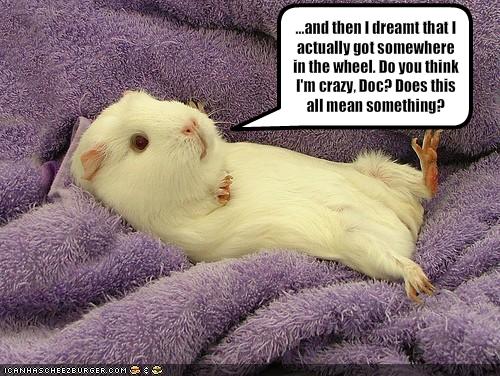 funny-pictures-guinea-pig-has-strange-dreams.jpg